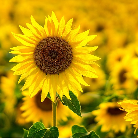 Meet your Posher, Fountain City Treasures - Picture 1 of 1